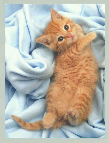 Postkarte katze - postkarte,